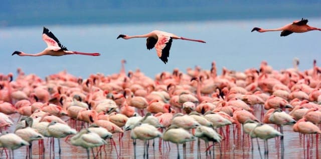4-Day Golden Trail Safaris