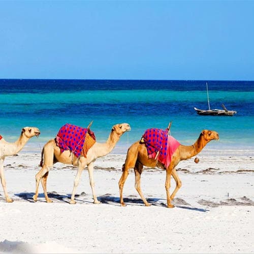 10-Day Kenya’s Wild to Coast Escape