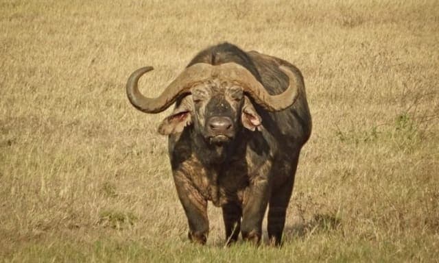 2-Day Mid Range Safari Ngorongoro to Tarangire
