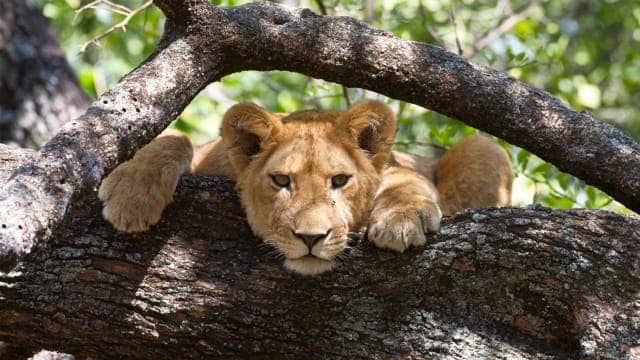 2-Day Ngorongoro Crater and Lake Manyara Safari