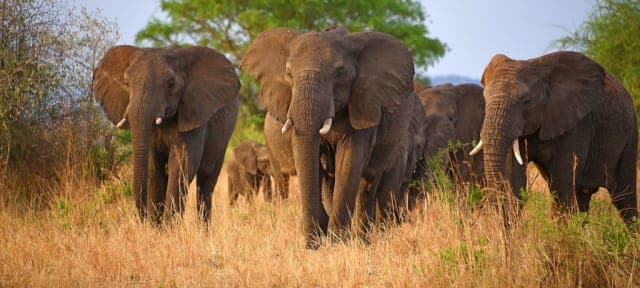 12-Day Shoebill Watching & Thrilling Safari Vacation