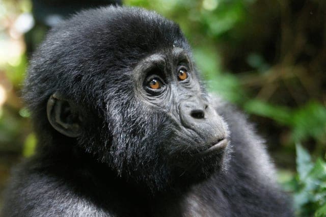 12-Day Rwanda-Uganda Gorillas & Wildlife Safari