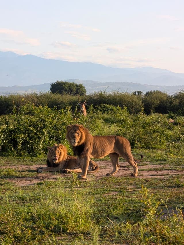 4-Day Bwindi Gorilla Trekking & Queen Elizabeth National Park Safari