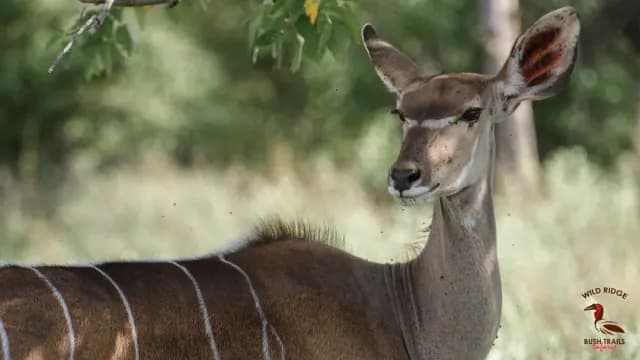 4-Day moremi game reserve