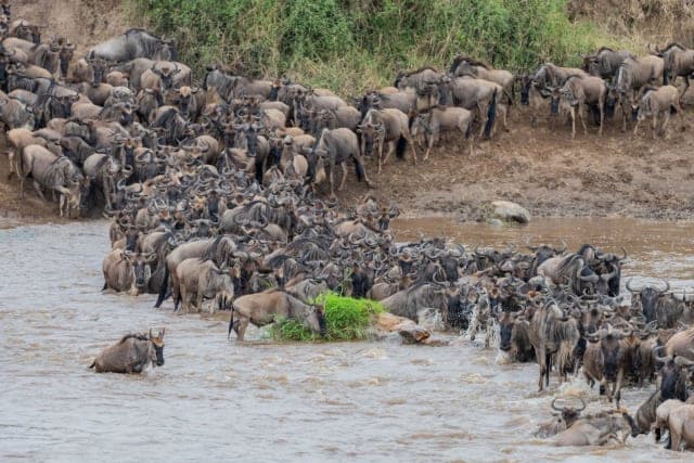 7-Day Day Journey of the Wildebeest