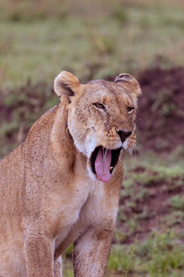 5-Day Tanzania Safari Adventure