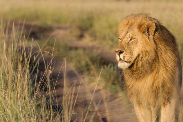 10-Day Masai Mara, Amboseli, Tsavo East National Parks & Mombasa Adventure
