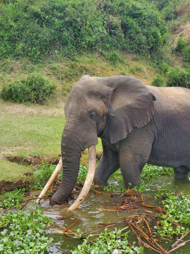 5-Day Mountain Gorillas, Chimpanzees, Queen Elizabeth NP, Lake Bunyonyi