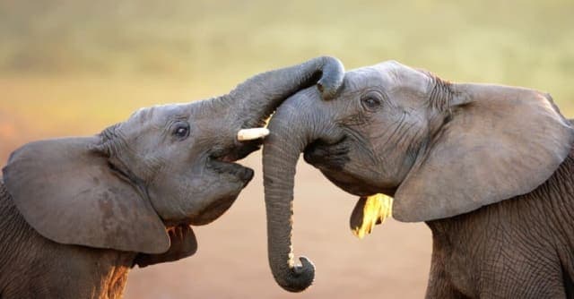 2-Day GroupTarangire & Ngorongoro Adventure