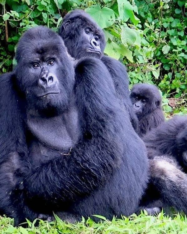 18-Day Breathtaking Safari In Uganda, Kenya & Tanzania