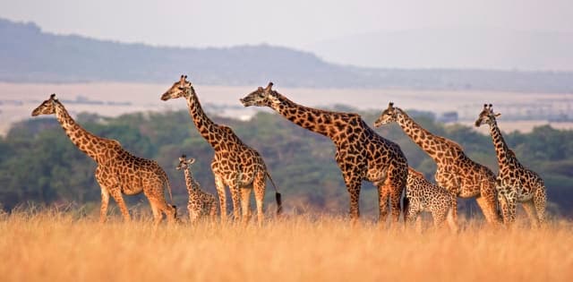 8-Day Signature Northern Tanzania Safari