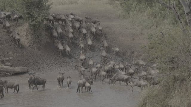 7-Day Best Value Serengeti River Crossing Migration Safari(Jul-Sept)