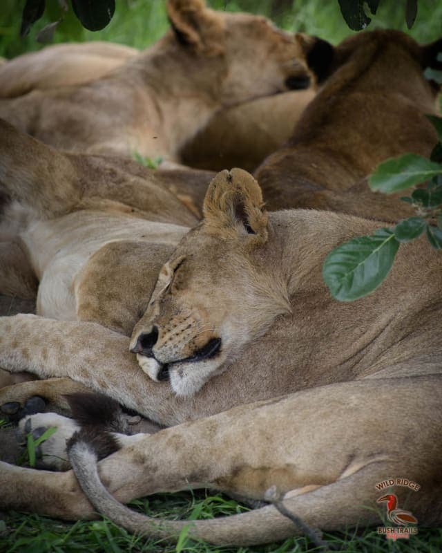 10-Day Best of Botswana