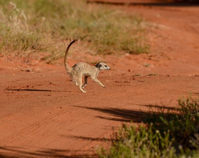 4-Day Tarangire, Serengeti & Ngorongoro Private Safari