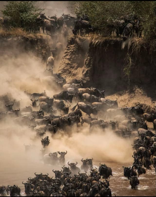 5-Day Great Migration Safari