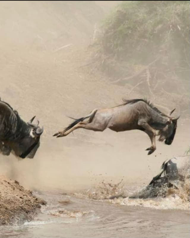 4-Day THE GREAT MIGRATION THRONE