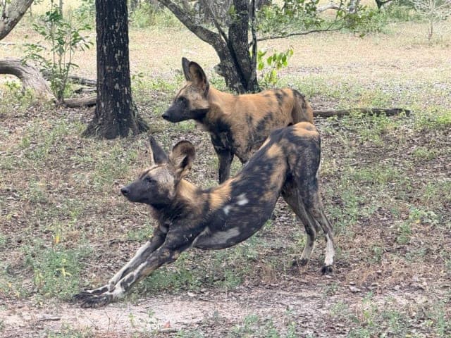 3-Day Nyerere NP + Boat Safari and Walking Safari