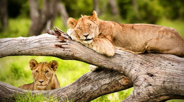 9-Day Luxury Tanzania Safari