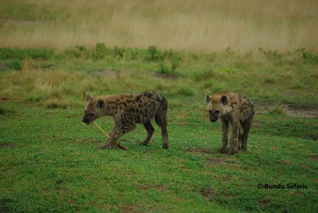 15-Day Liuwa Camping Safari