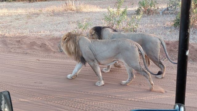 3-Day Victoria Falls & Chobe Wildlife Getaway