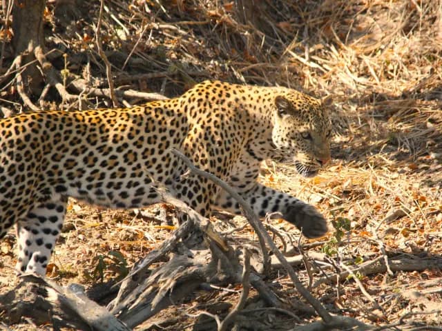 6-Day Kafue National Park