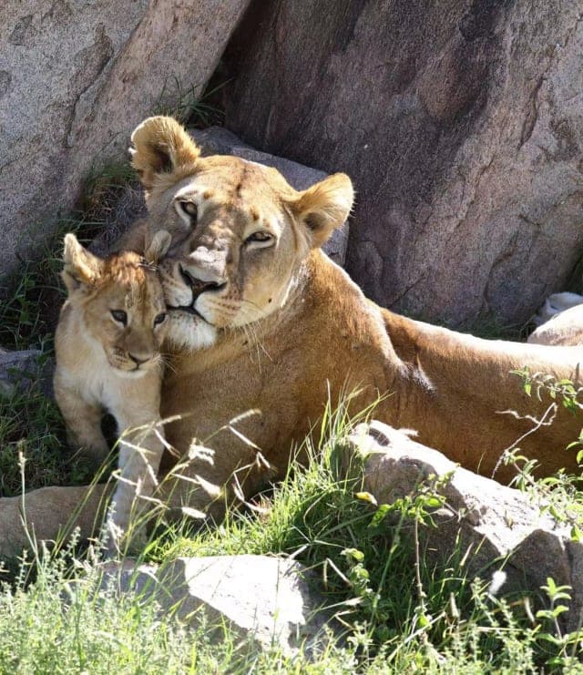 6-Day Northern circuit safari experience