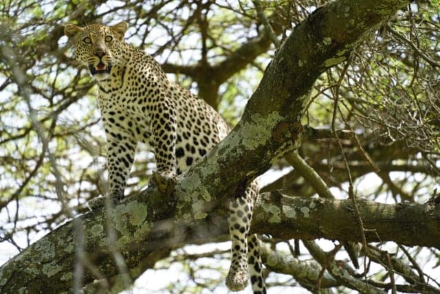3-Day 3 Days Wild Treasures Safari: Tarangire, Ngorongoro & Manyara
