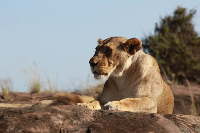 5-Day Lake Nakuru, Masai Mara & Lake Naivasha Safari