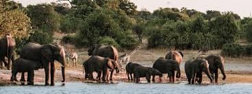 7-Day Chobe National Park, Savuti and Moremi Game Reserve Camping Tour