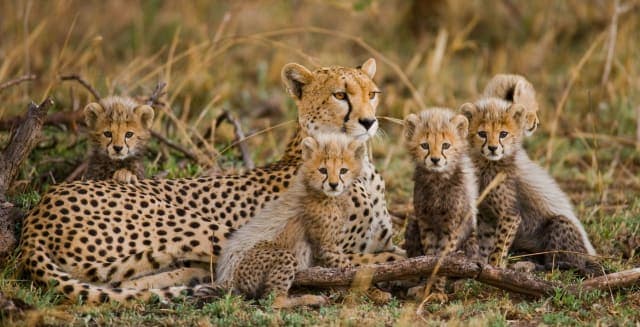 11-Day Tanzania Safari & Zanzibar Beach Adventure