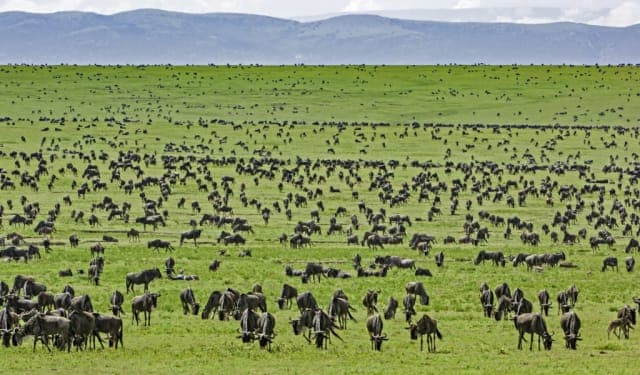 4-Day Pure Luxury Safari