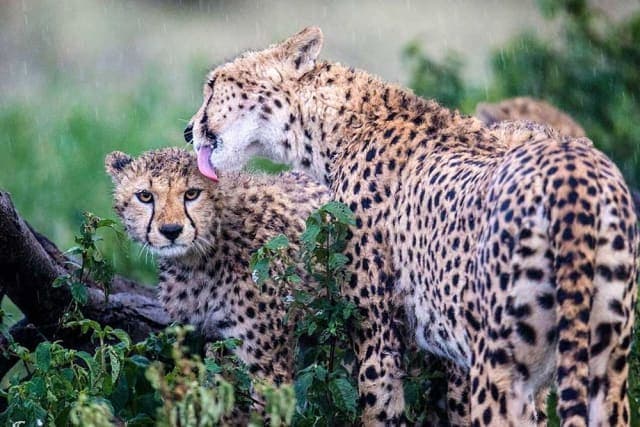 5-Day In The Wild Luxury Safari