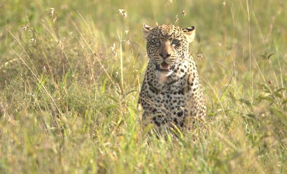 6-Day Best Value Northern Circuit Safari