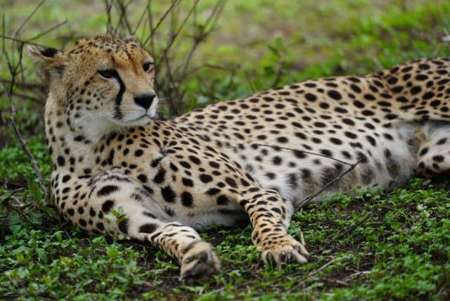 5-Day Tanzania Budget Safari With Serengeti