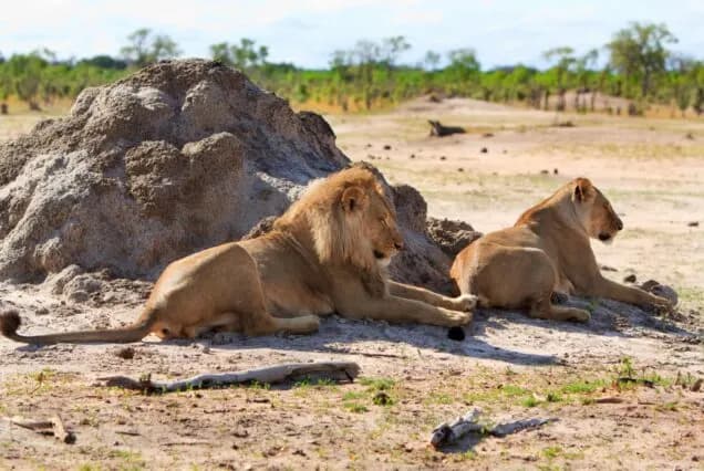 7-Day Tanzania Northern Parks Safari