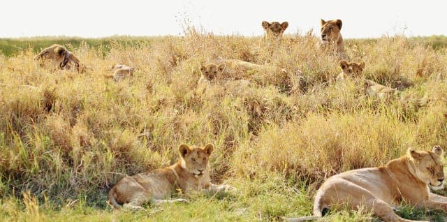 3-Day Luxury Tanzania Wildlife Safari