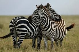 8-Day 8 Days Midrange Honeymoon Tanzania Safari