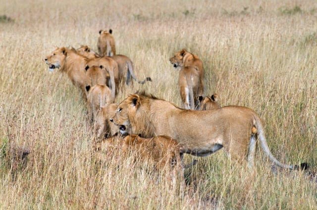 7-Day Kenya Classic Sopa Circuit Safari