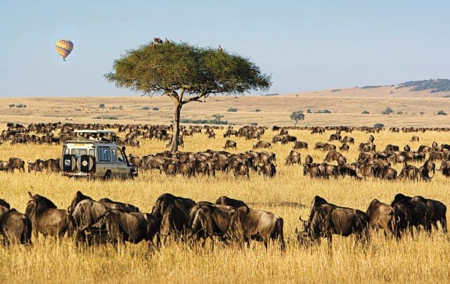 3-Day Maasai Mara Budget Safari in Kenya