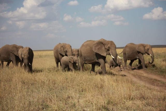 7-Day wildebeest migration exclusive wildlife experience