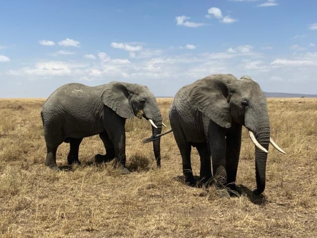 2-Day Amazing Safari Tarangire & Ngorongoro Crater