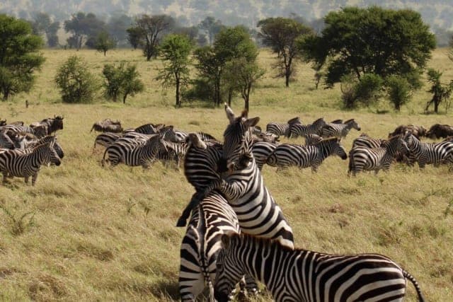 4-Day Tarangire, Ngorongoro & Calving Season in Ndutu