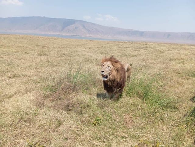 1-Day Ngorongoro Crater Exclusive Wildlife Day Trip