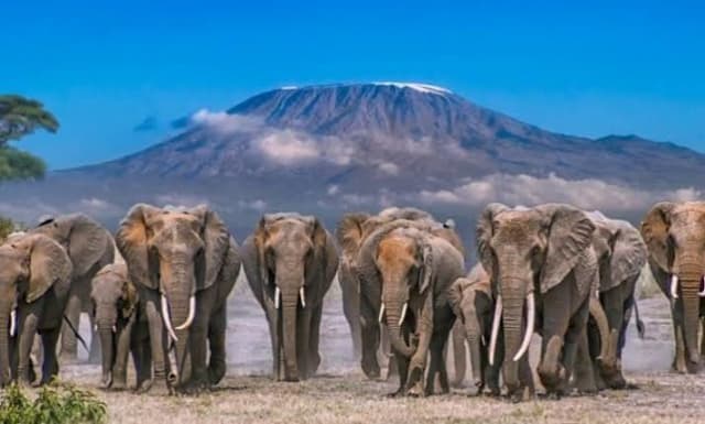 4-Day Amboseli Kenya Luxury Safari: Kilimanjaro Views
