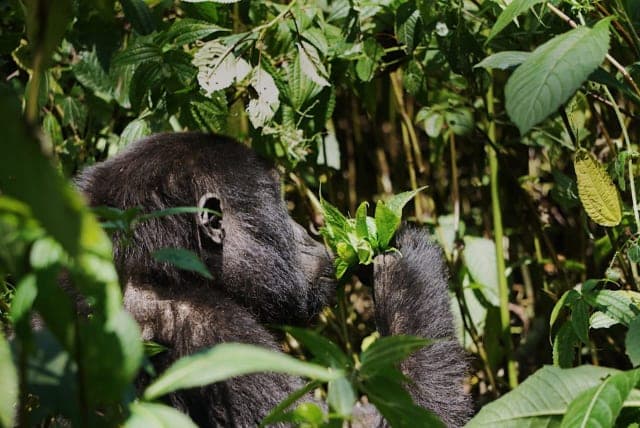 6-Day Uganda Gorilla, Chimpanzee & Wildlife Safari