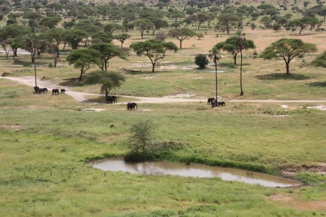 4-Day Fly-In Tanzania Safari: Tarangire, Serengeti & Ngorongoro