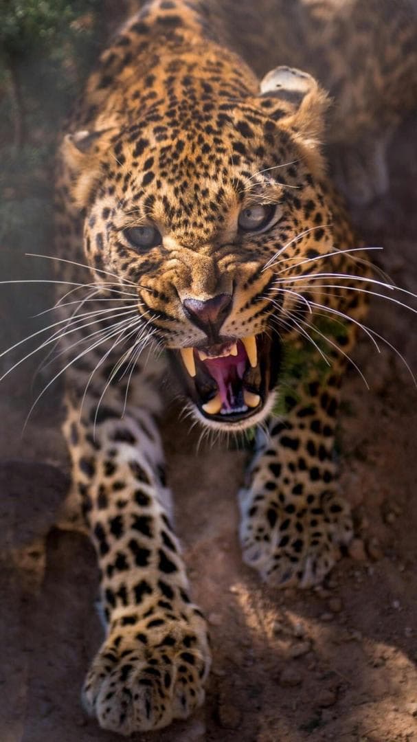 3-Day Luxury Tanzania Serengeti & Ngorongoro Crater