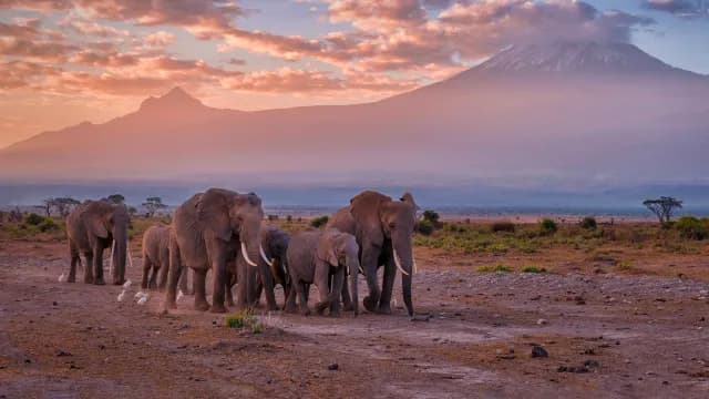 3-Day Kenya Amboseli Private Safari from Nairobi