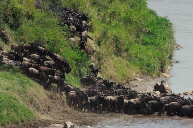 5-Day fly safari Great migration and Ngorongoro safari
