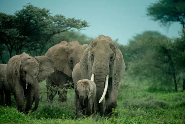 2-Day Amazing Safari Tarangire & Ngorongoro Crater